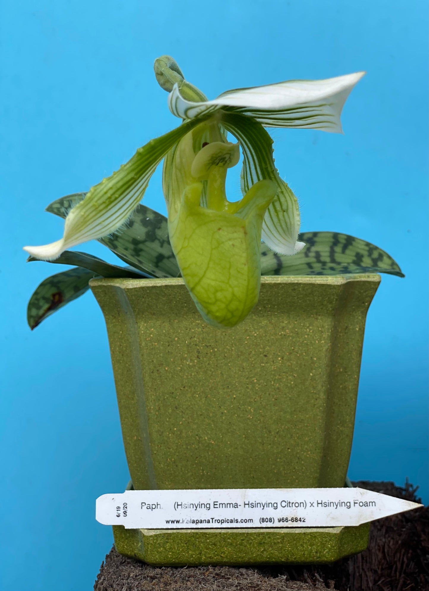 Paph. Maudiae Hybrids with Ecopot