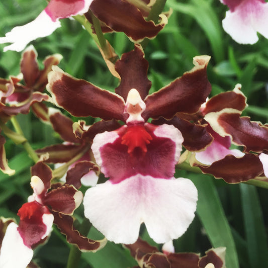 Oncidium (Onc.) Pacific Pagan 'Kilauea'