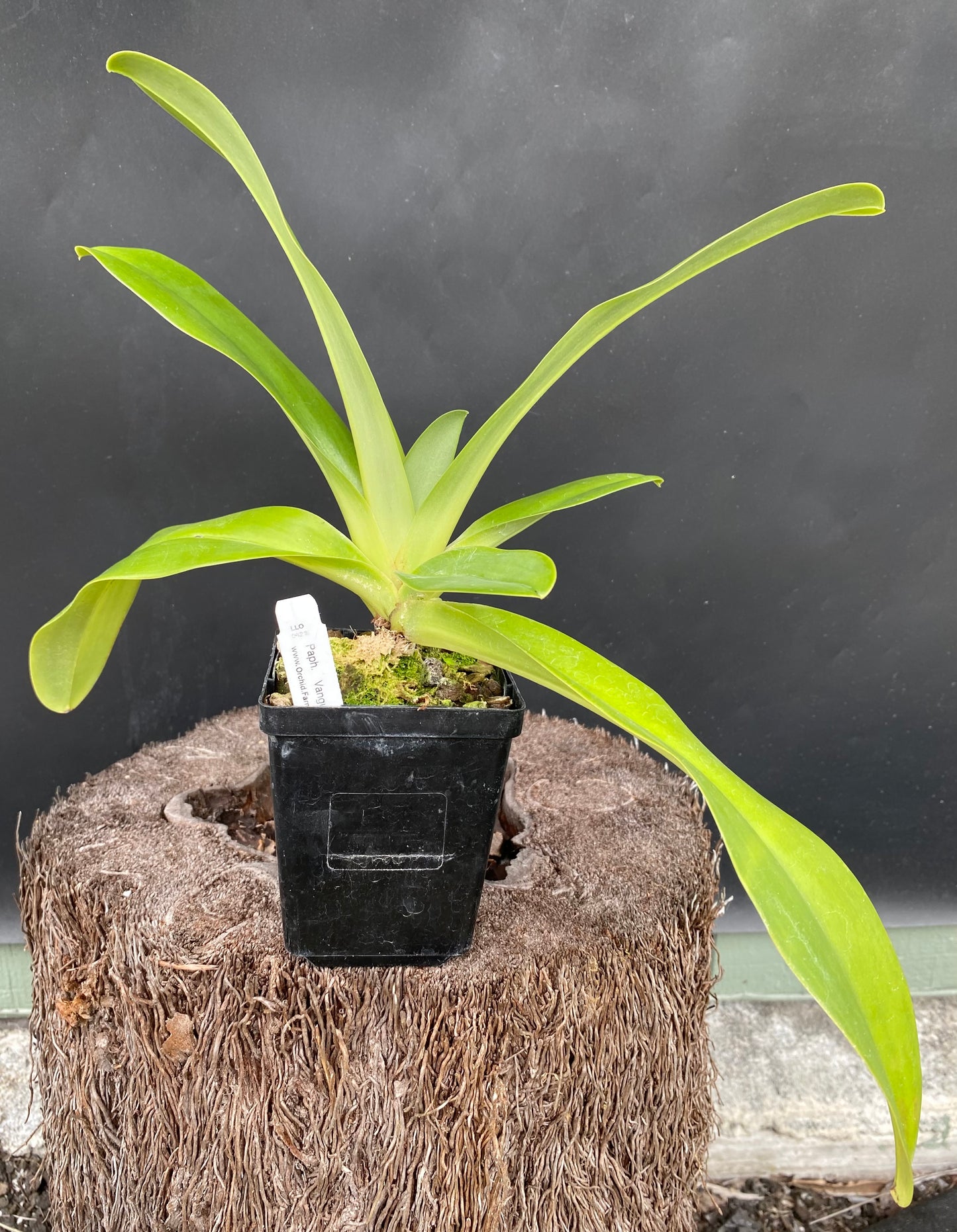 Paphiopedilum Vanguard