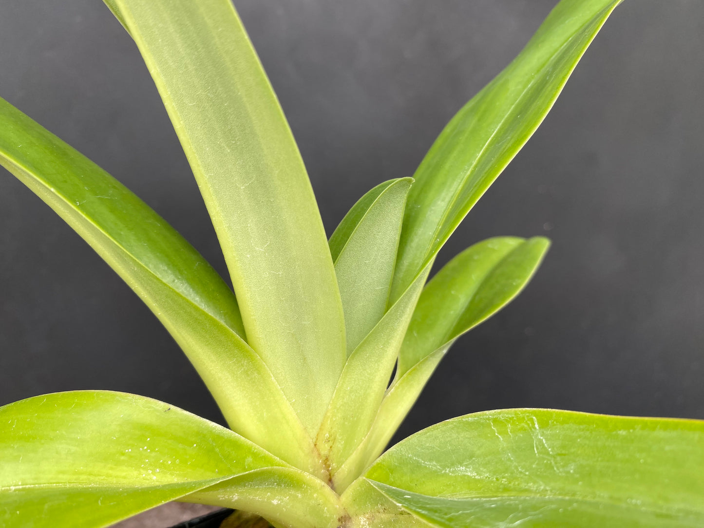 Paphiopedilum Vanguard