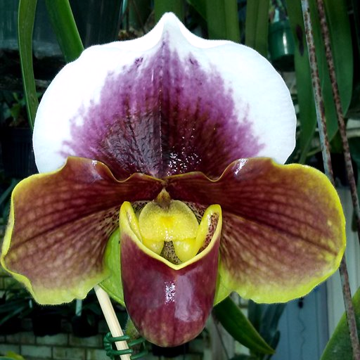 Complex Paphiopedilum (burgundy type)