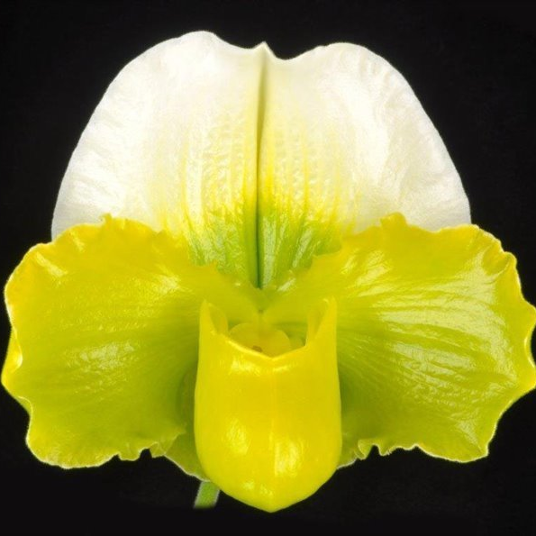 Complex Paphiopedilum (alba type)