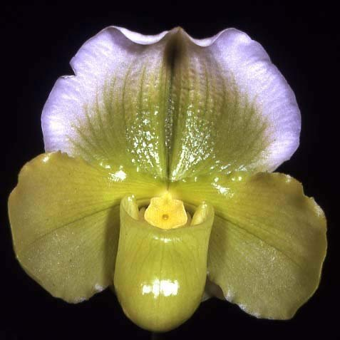 Complex Paphiopedilum (alba type) non-bloom
