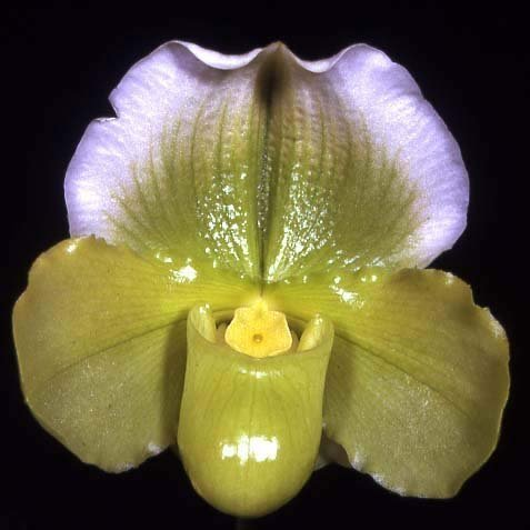 Complex Paphiopedilum (alba type)