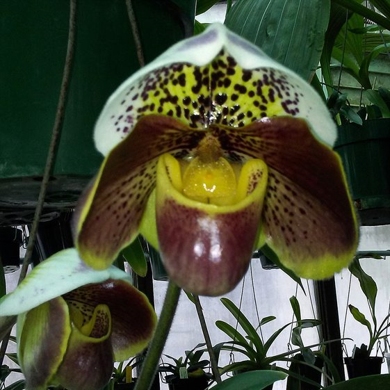 Complex Paphiopedilum (burgundy type)