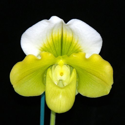 Complex Paphiopedilum (alba type)