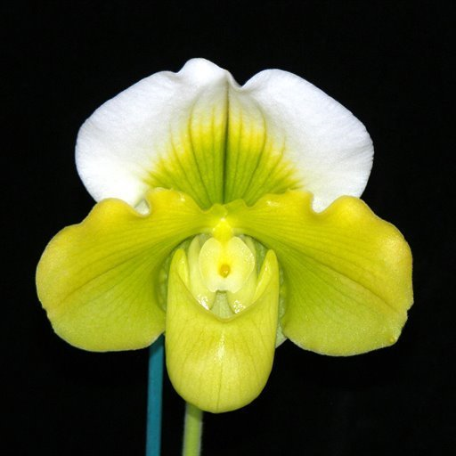 Complex Paphiopedilum (alba type) non-bloom