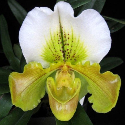 Complex Paphiopedilum (alba type)