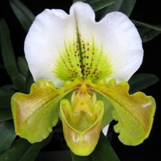 Complex Paphiopedilum (alba type) non-bloom