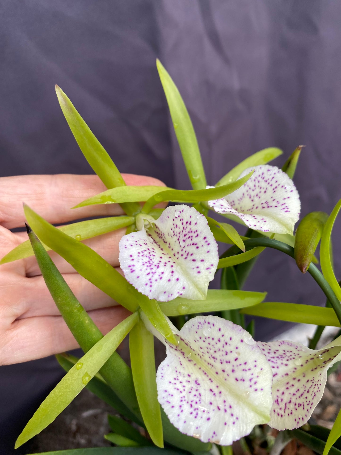 Procatavola Key Lime Stars
