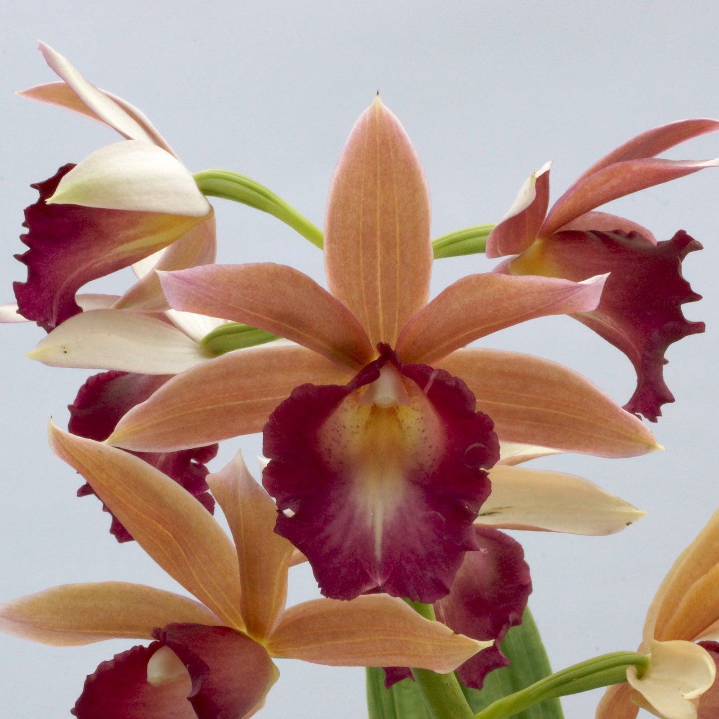 Phaius Lady Ramona Harris 'Here's Looking at You'