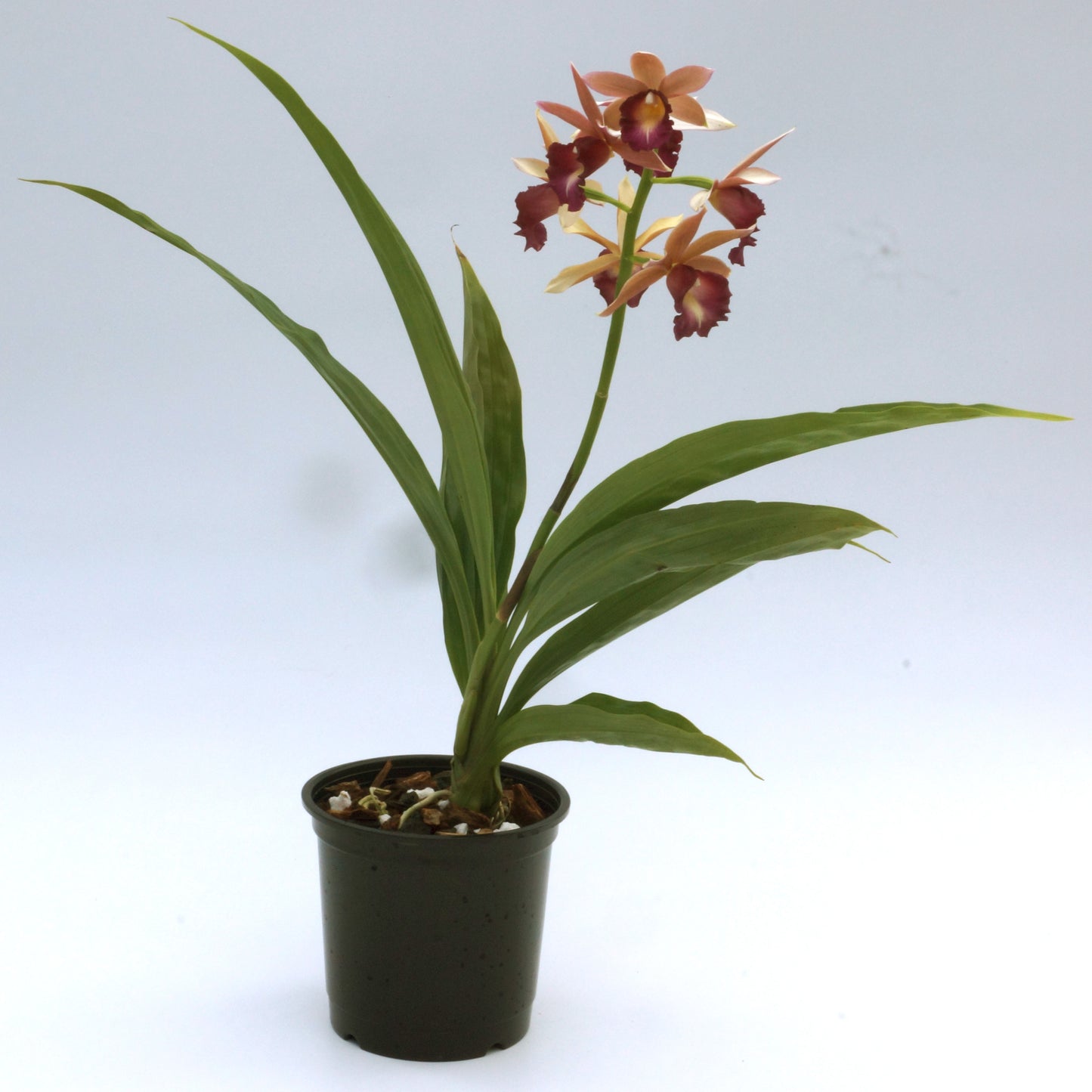 Phaius Lady Ramona Harris 'Here's Looking at You'