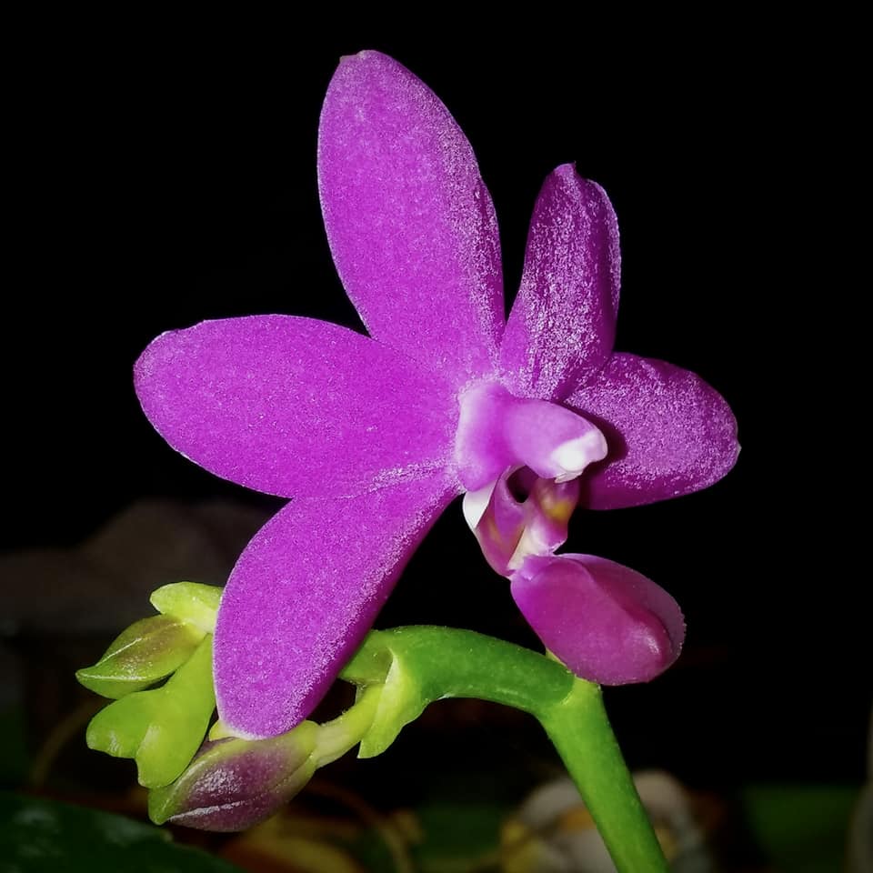 Phal. Sapphire's Galah