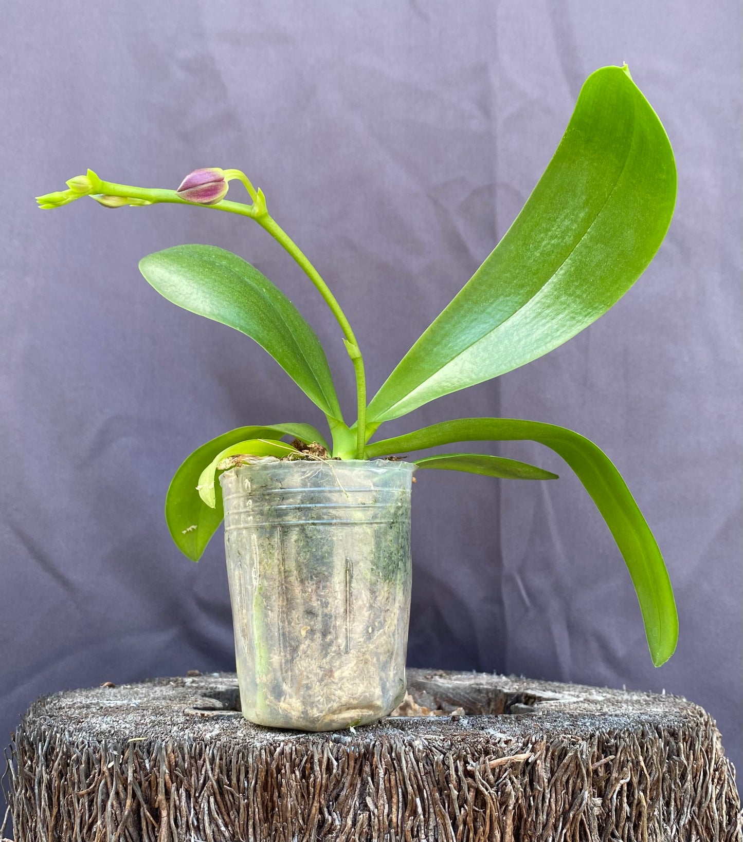 Phal. Sapphire's Galah