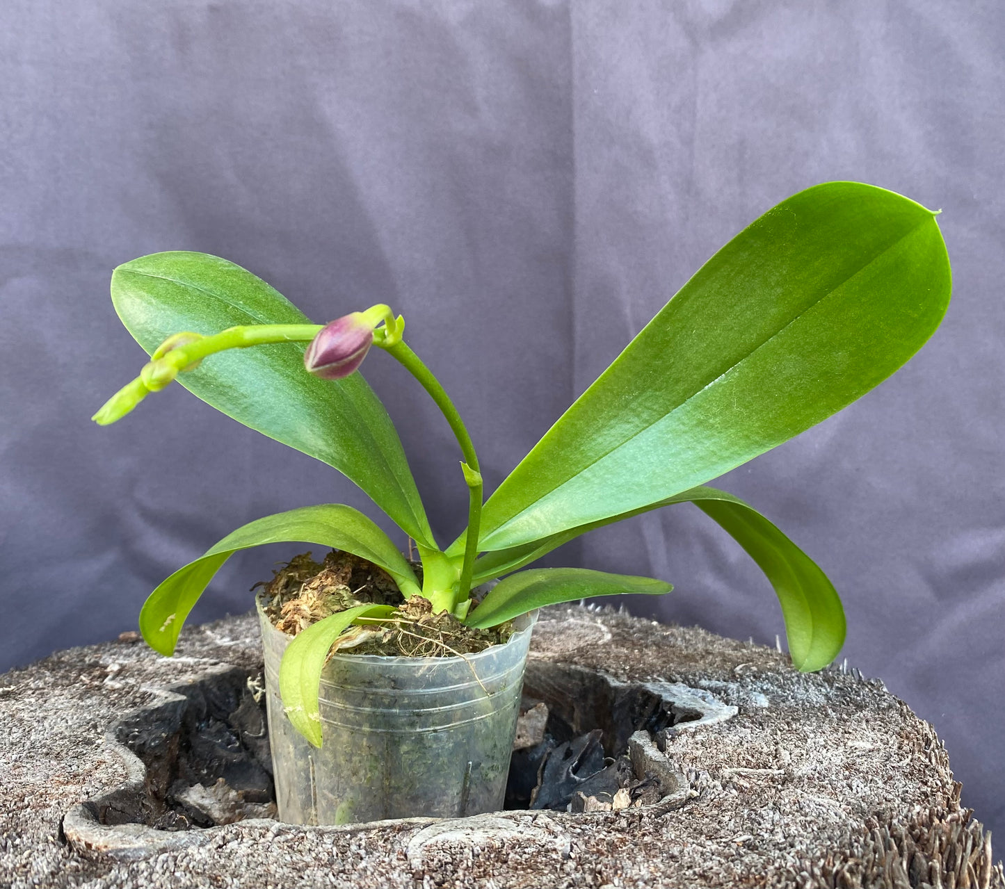 Phal. Sapphire's Galah