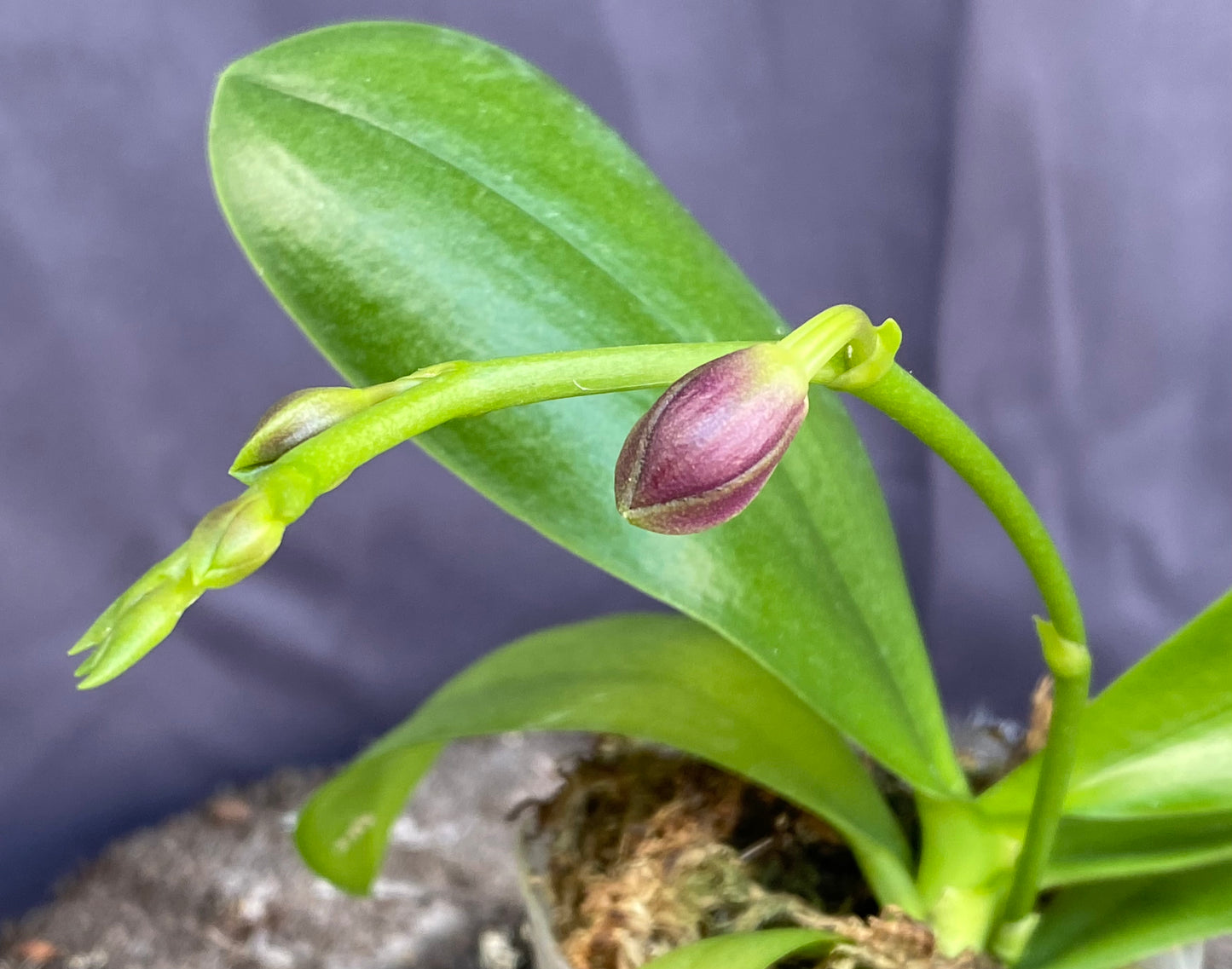 Phal. Sapphire's Galah
