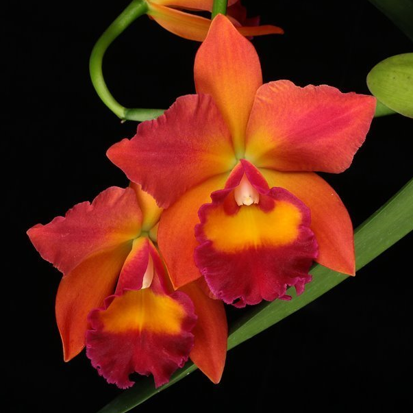 Potinara Chief Sweet Orange