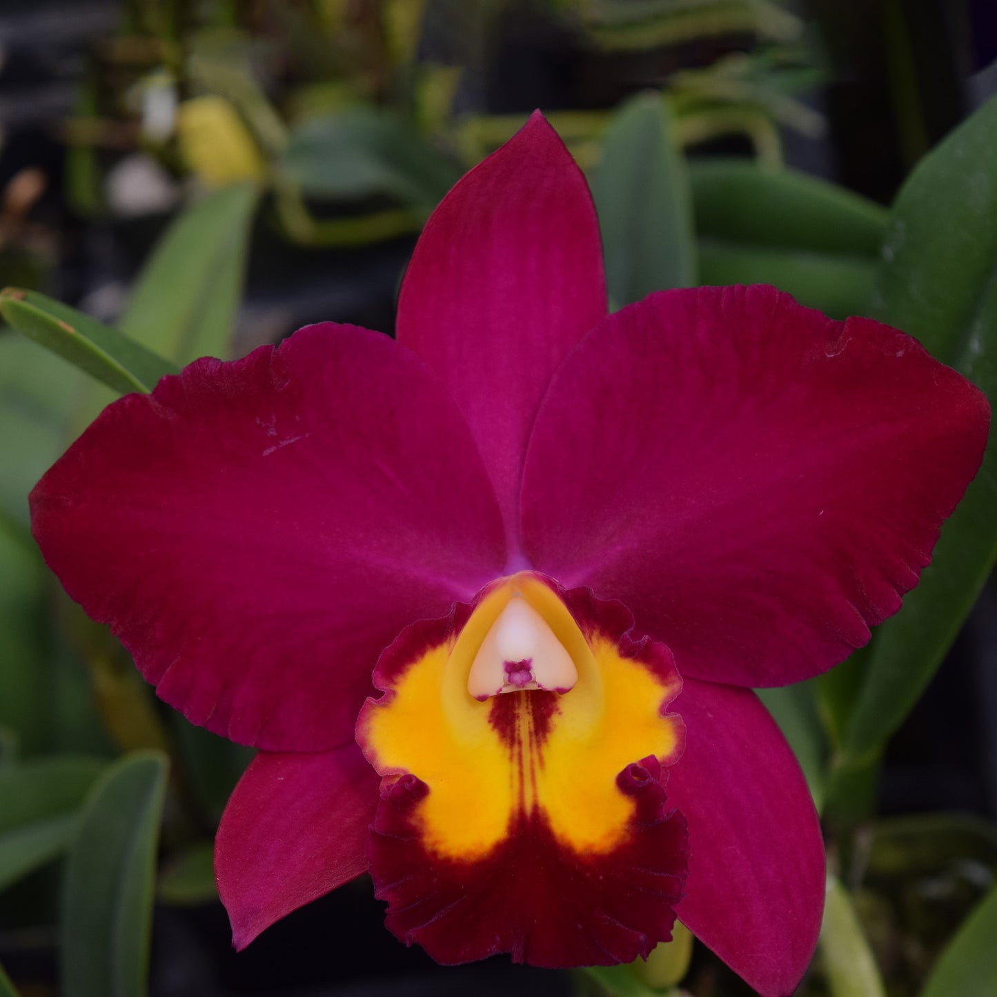 Deep Burgundy and cadmium yellow Cattleya flower potted orchid plant Hawaii