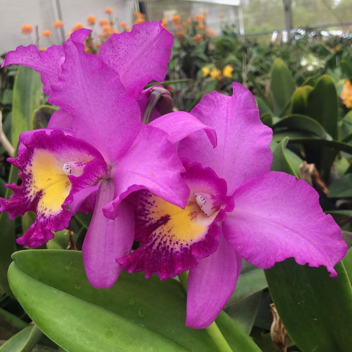 Potinara (Pot.) Hsinying Pink Doll