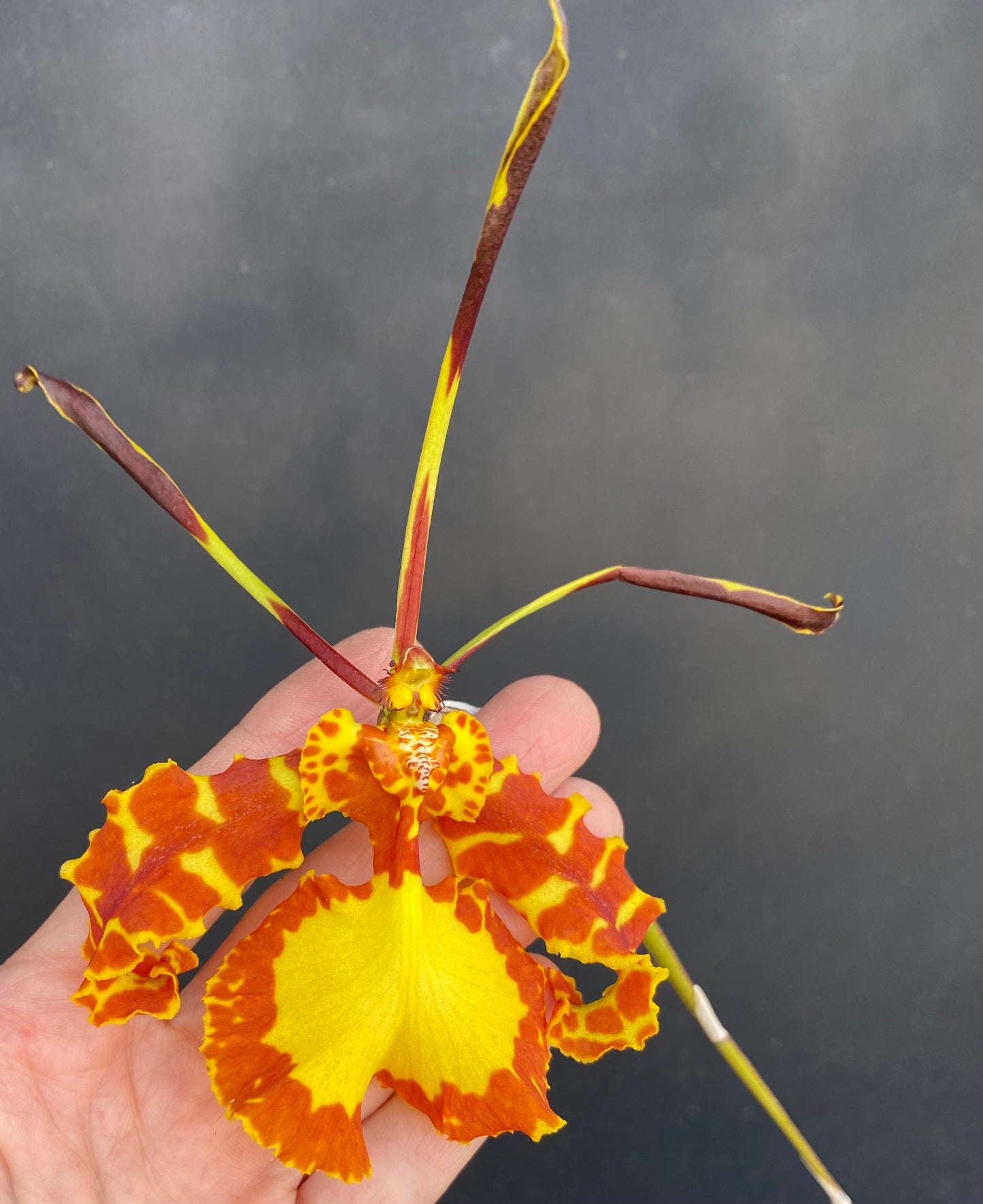 Psychopsis Mendenhall' Hildos' FCC/AOS