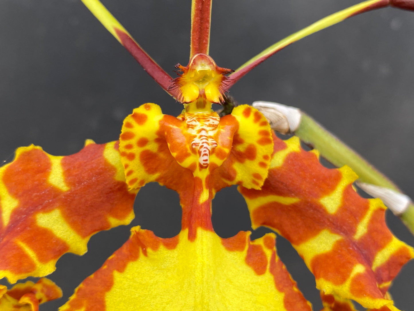 Psychopsis Mendenhall' Hildos' FCC/AOS