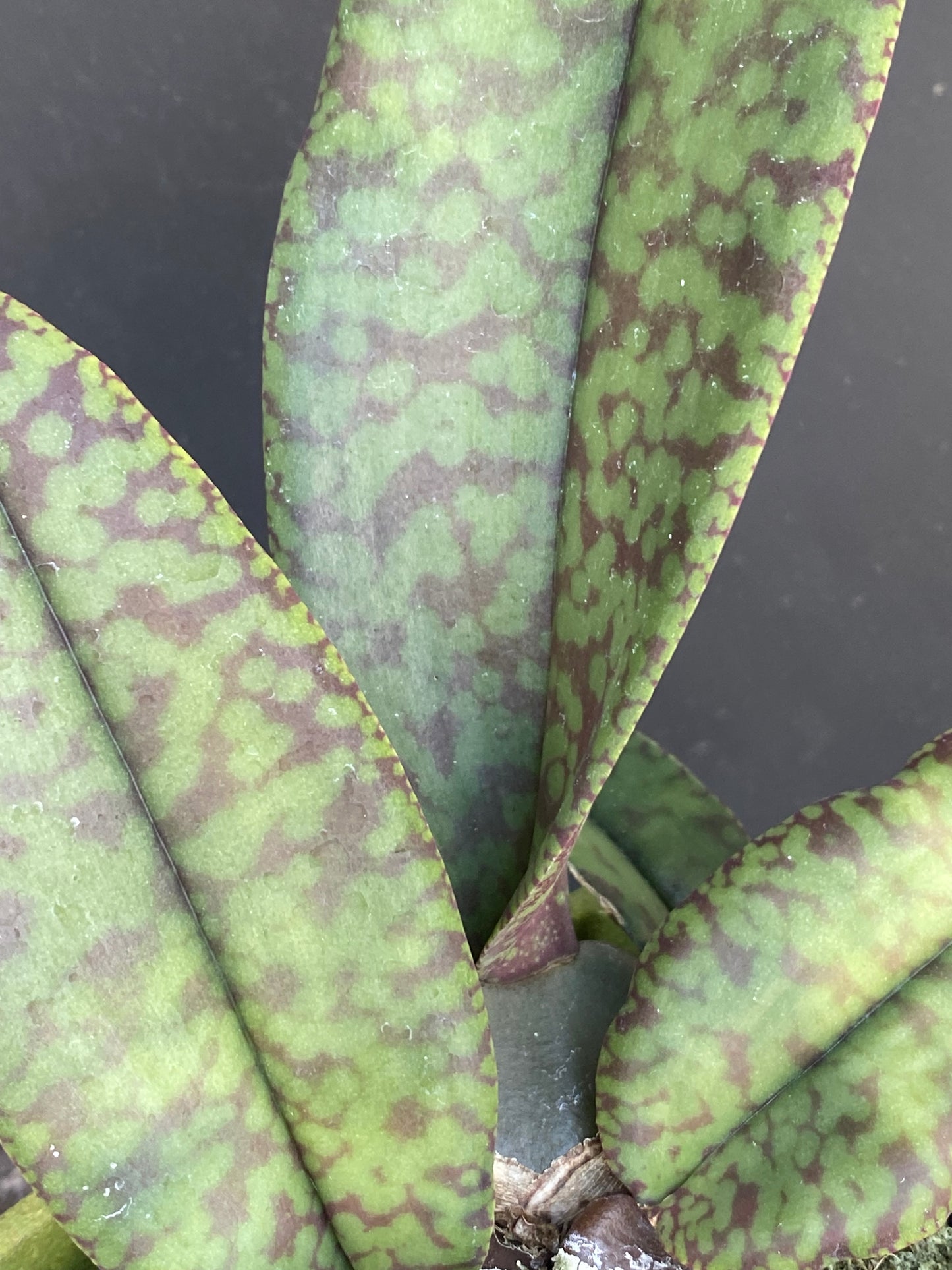 Psychopsis Mendenhall' Hildos' FCC/AOS