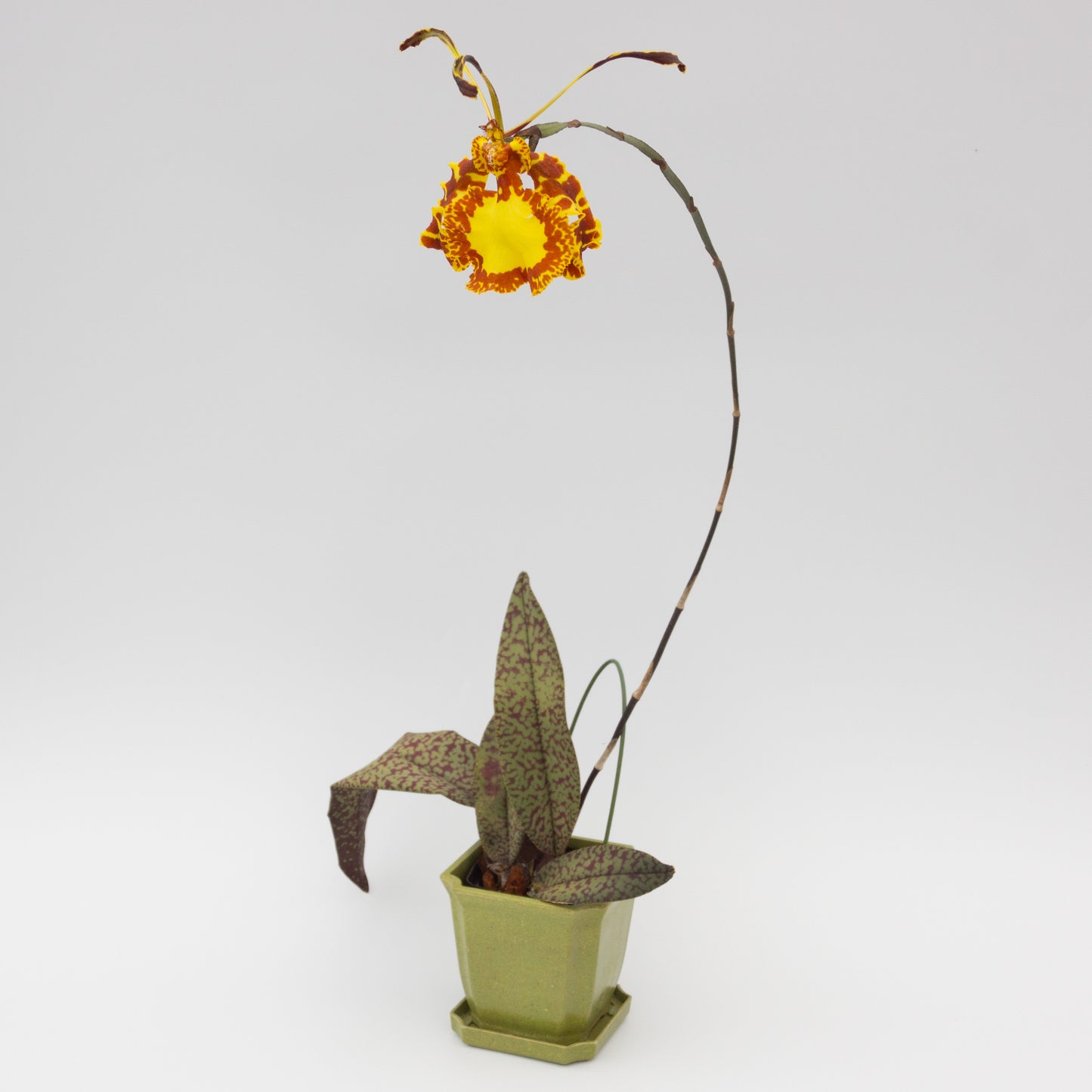 Yellow and orange Psychopsis flower potted orchid plant Hawaii