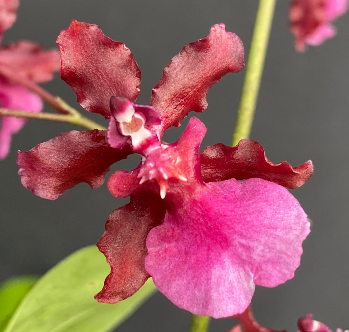Oncidium (Onc.) Sharry Baby 'Red Fantasy'