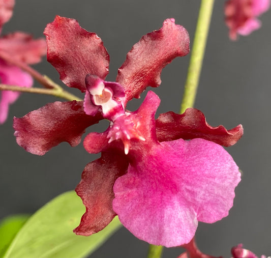 Oncidium (Onc.) Sharry Baby 'Red Fantasy'