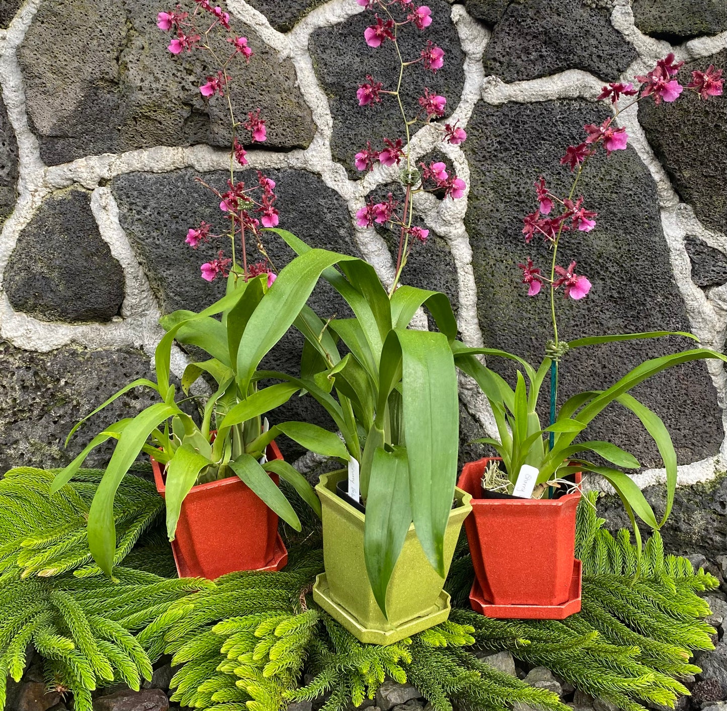 Oncidium (Onc.) Sharry Baby 'Red Fantasy'