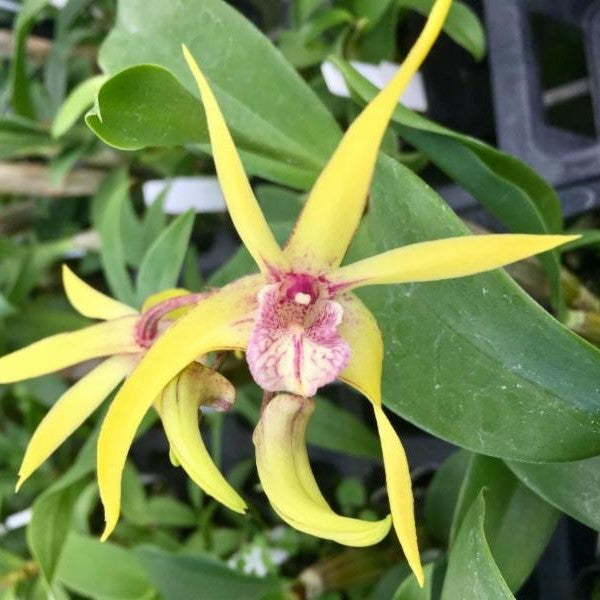 Dendrobium Regal Gilleston 'SVO' x Warrior 'Jordan'