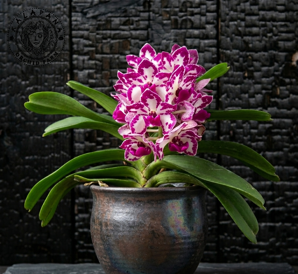 Rhy. Gigantea 'Cartoon' x 'Red Spots' - Blooming Size – Kalapana