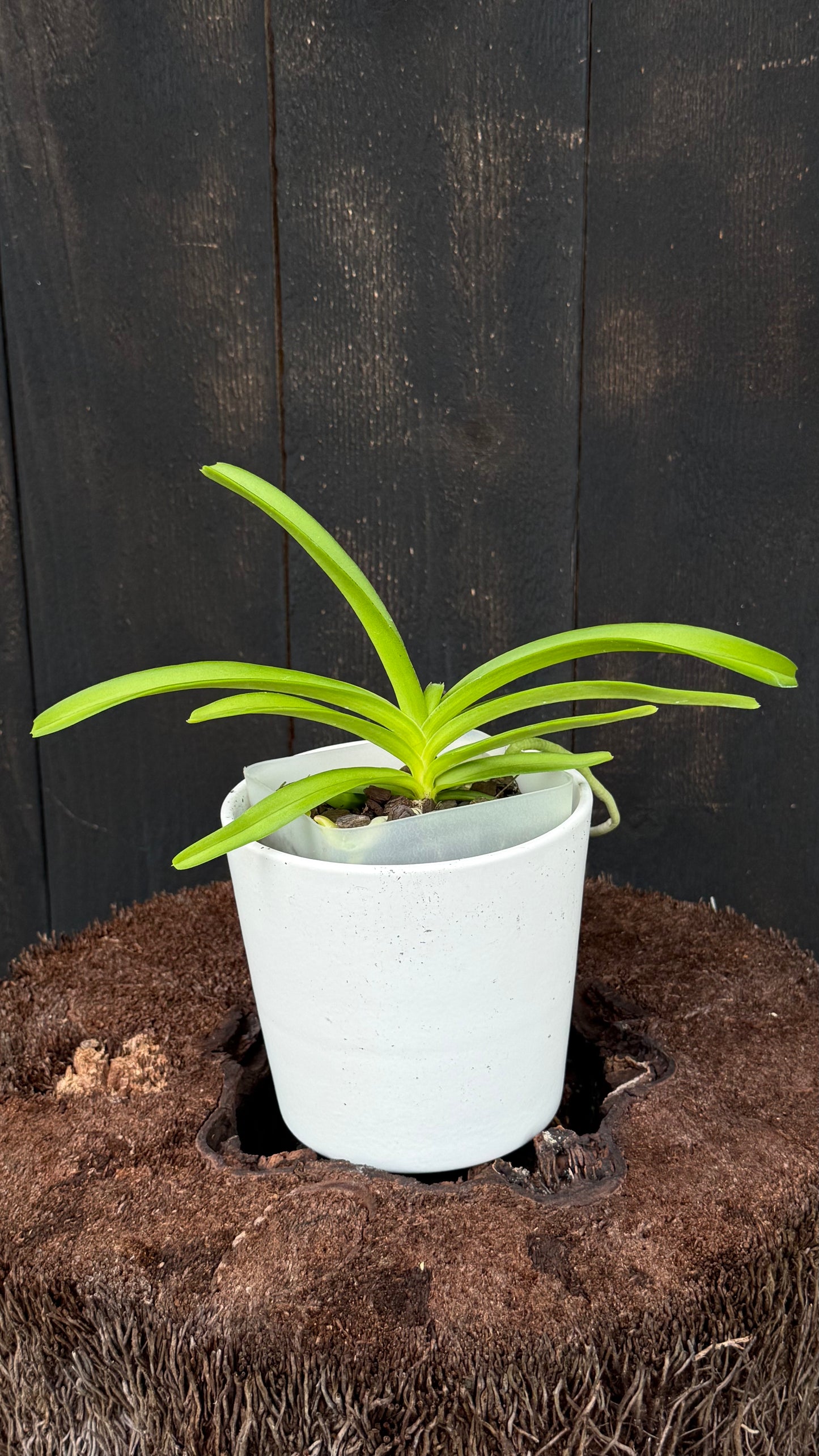 Rhy. coelestis - Blooming Size