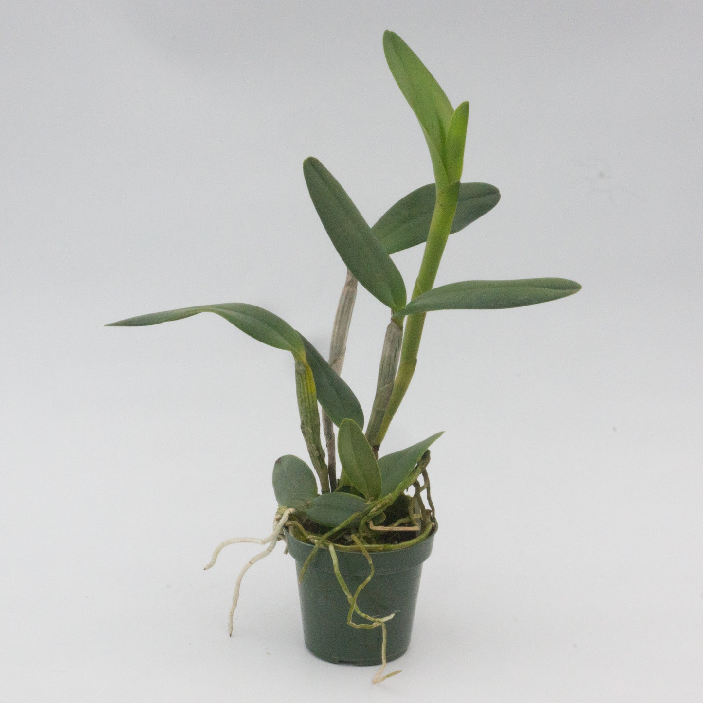 Rhyncholaeliocattleya (Rlc.) Yen Surprise 'Seiko'