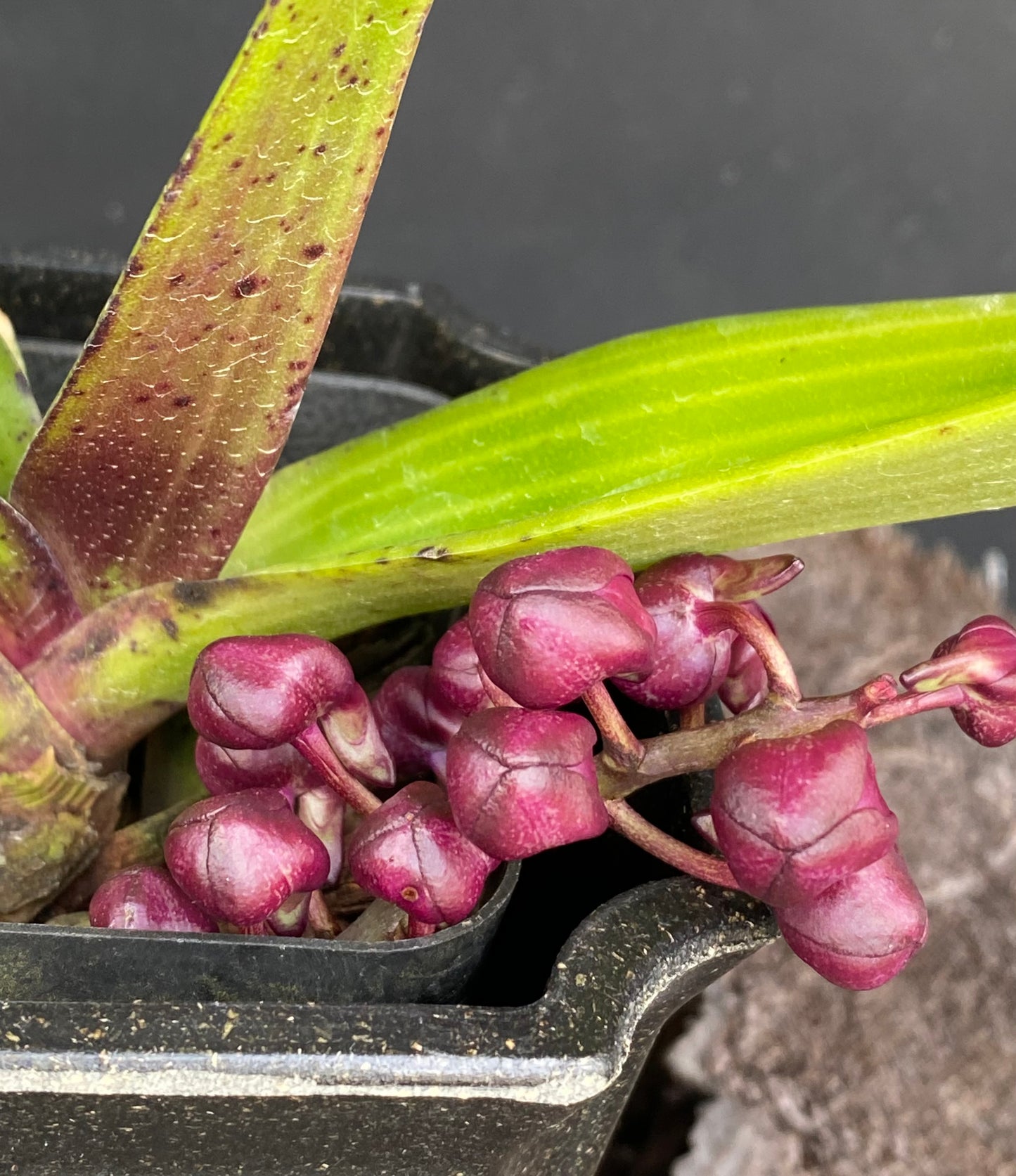 Rhynchostylis gigantea (red)