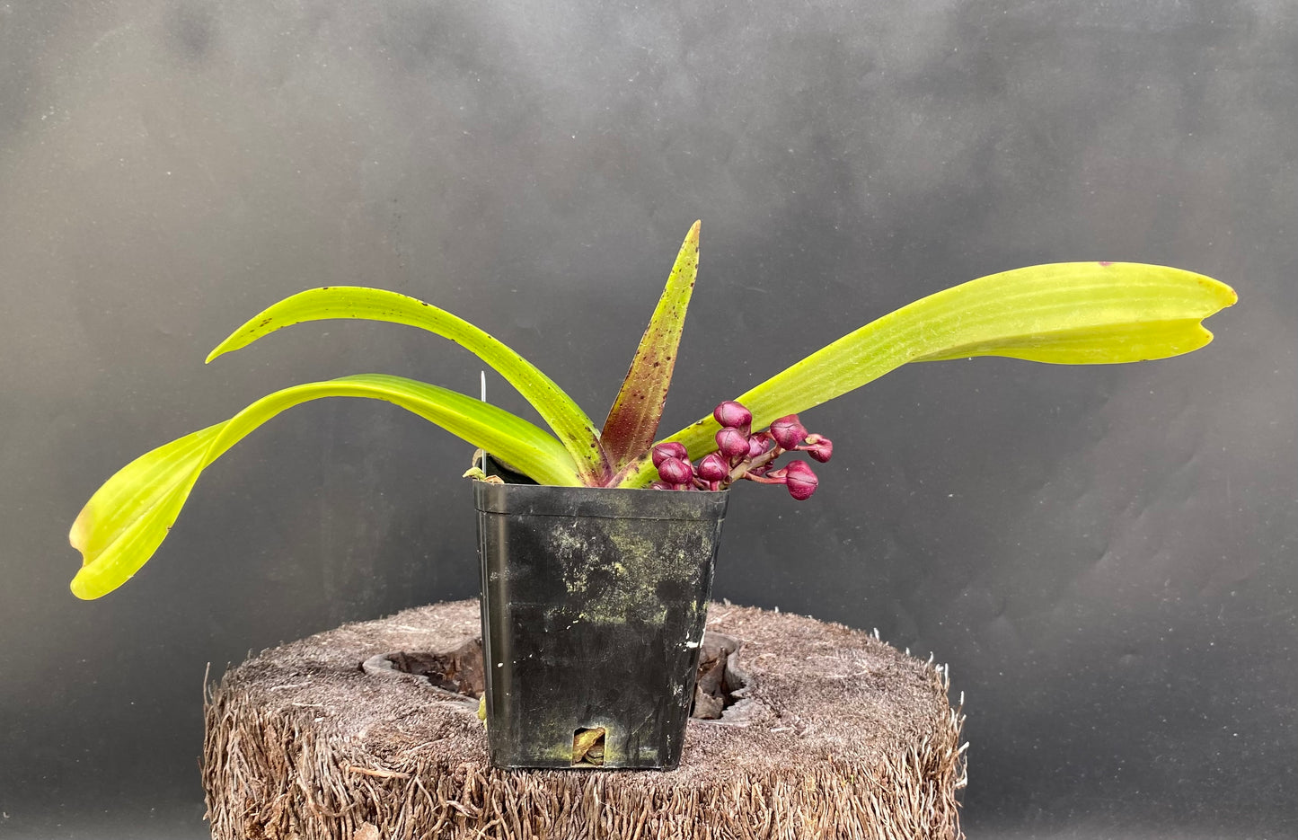 Rhynchostylis gigantea (red)