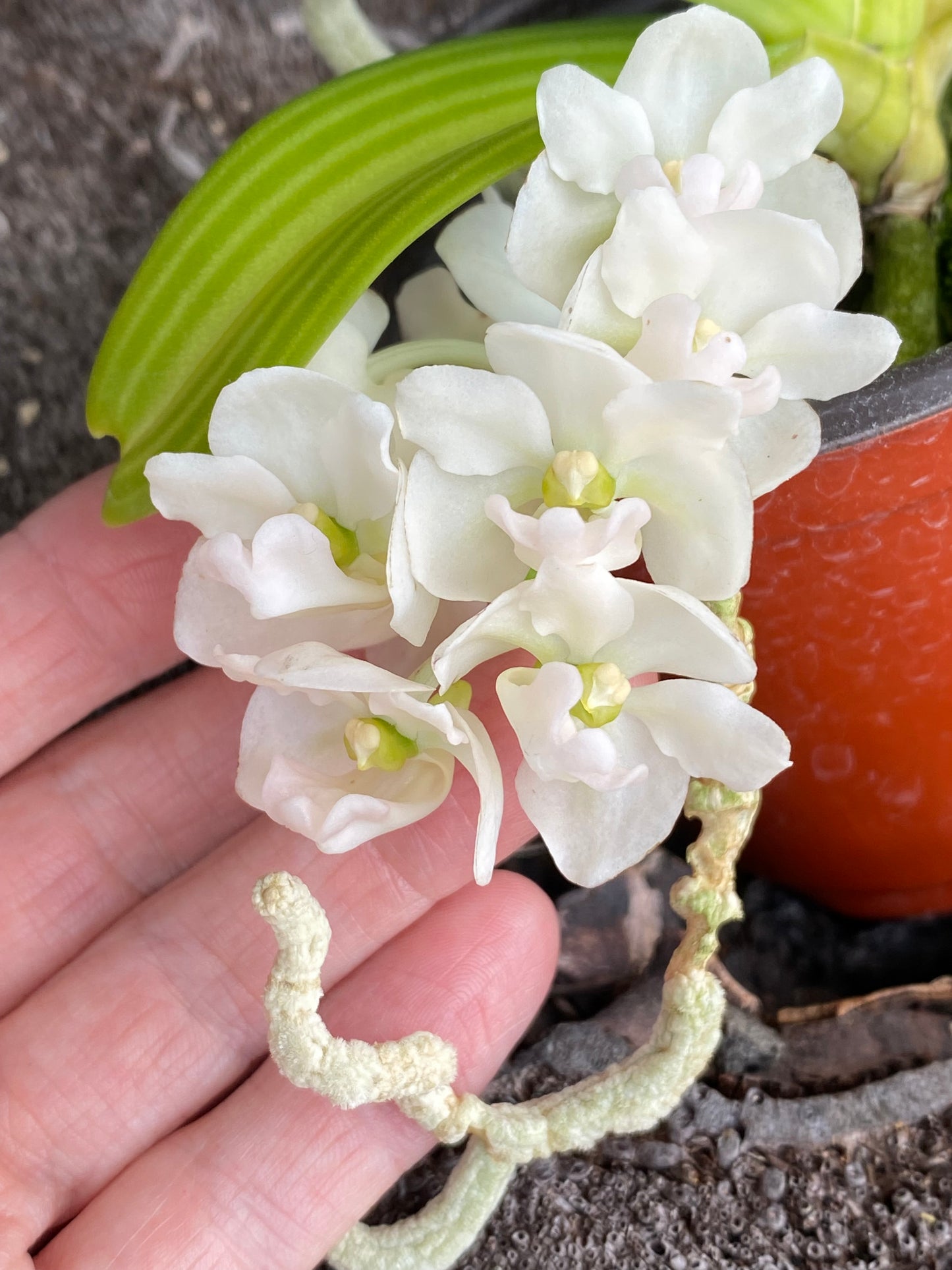Rhynchostylis gigantea (white)