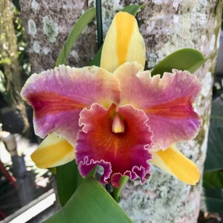 Rlc. Amazing Thailand