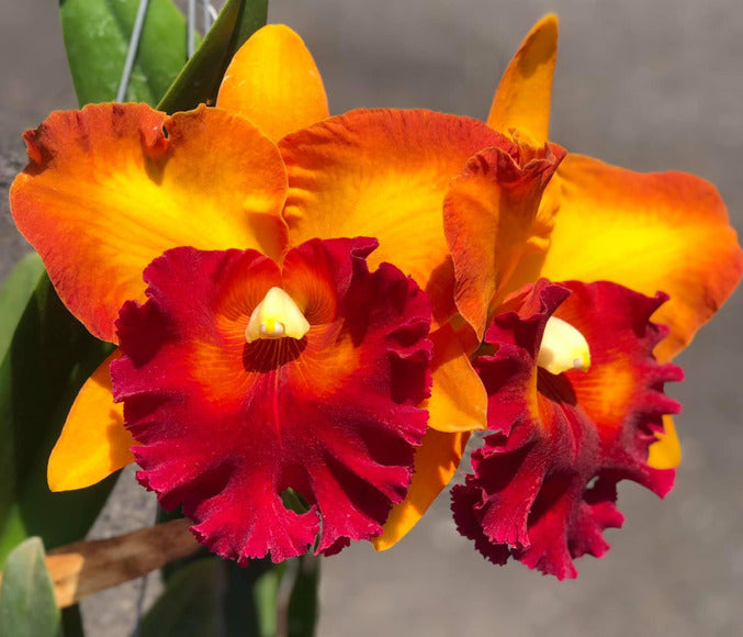 Rlc. Bangkok City flower