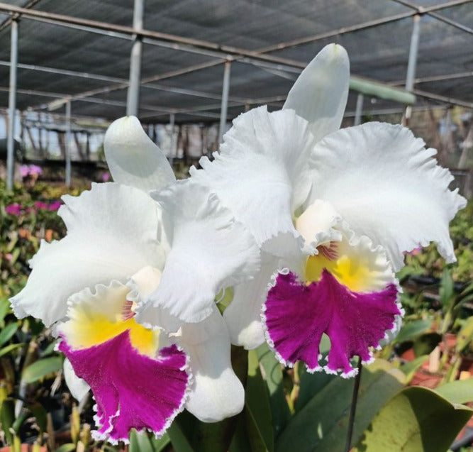 チョウチャン 虹パラ Rlc. Chian-Tzy Lass 'Hosai' – Kalapana Orchid Farm