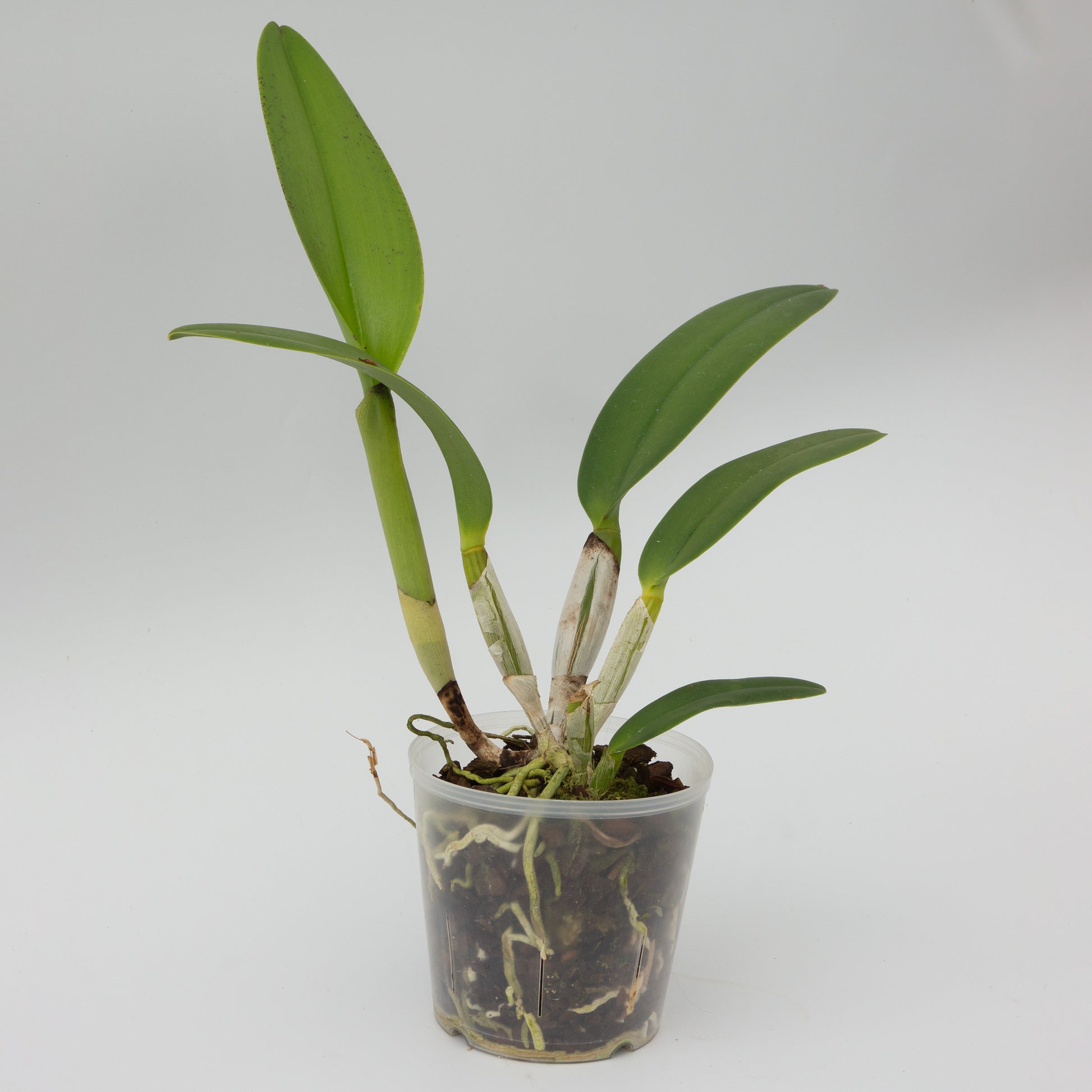 Cattleya potted orchid plant Hawaii