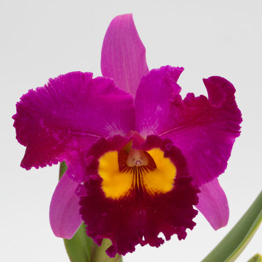 Rlc. Dick Smith 'Dark Beauty'