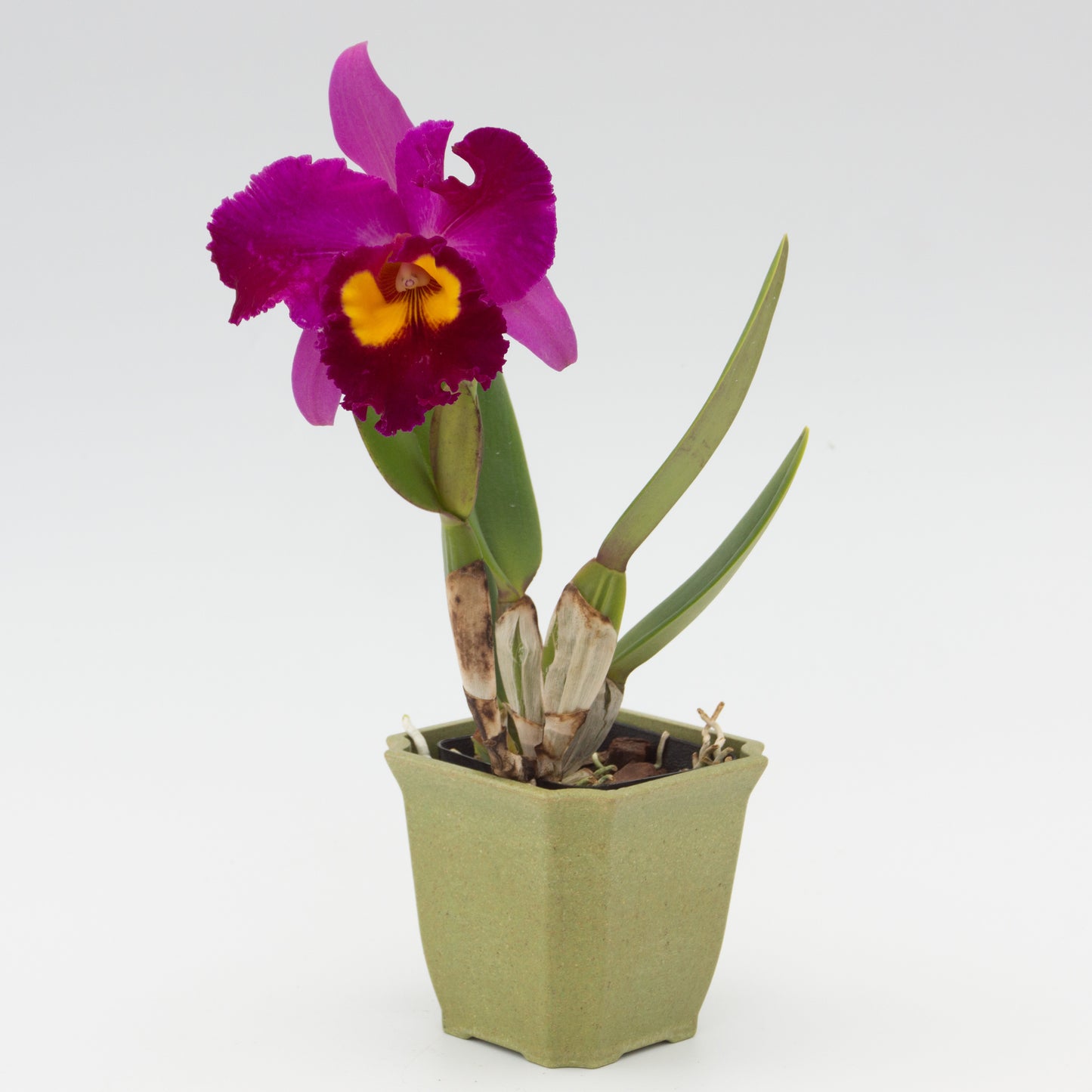 *Sale* Rlc. Dick Smith 'Dark Beauty'