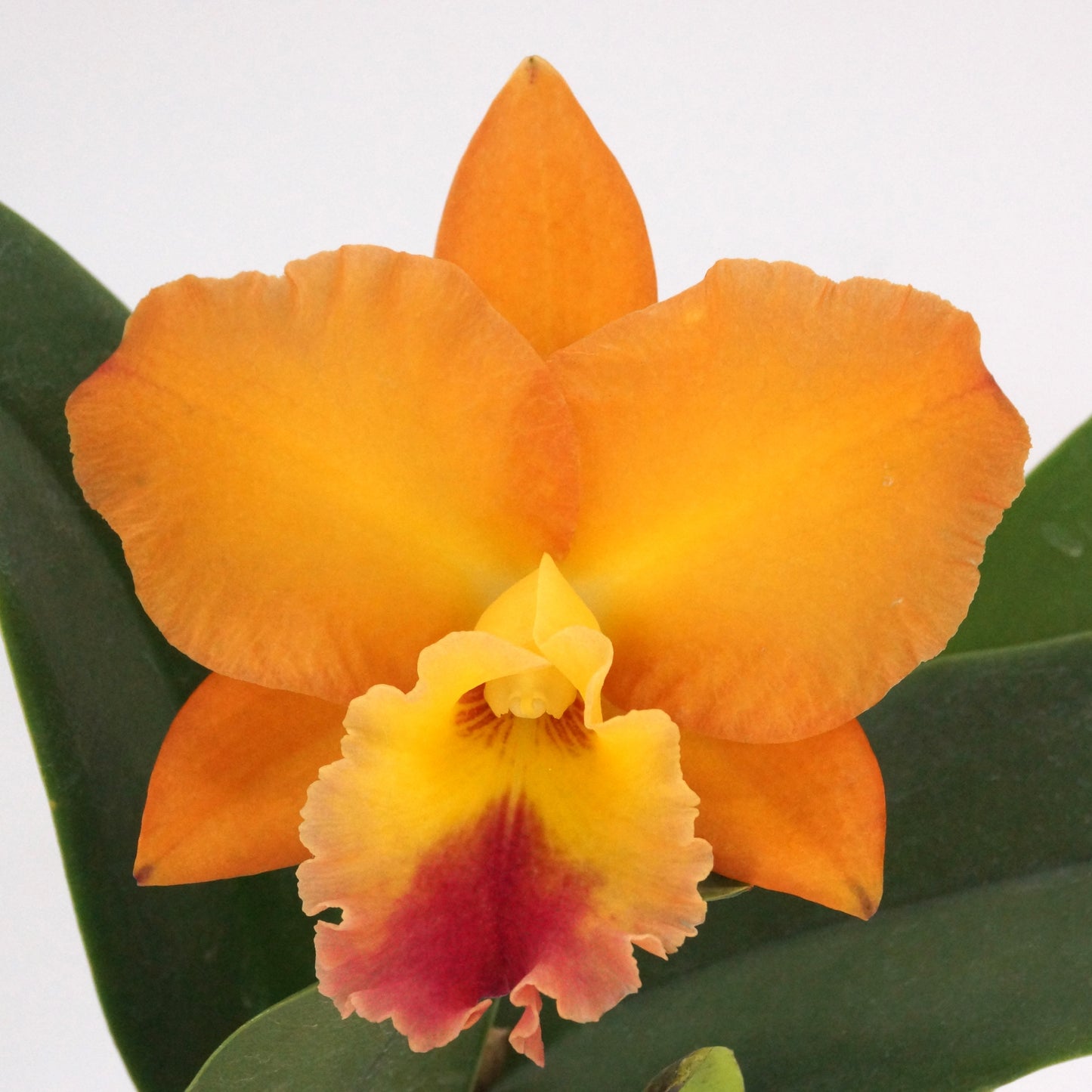 Rhyncattleanthe (Rth.) Golden Passion