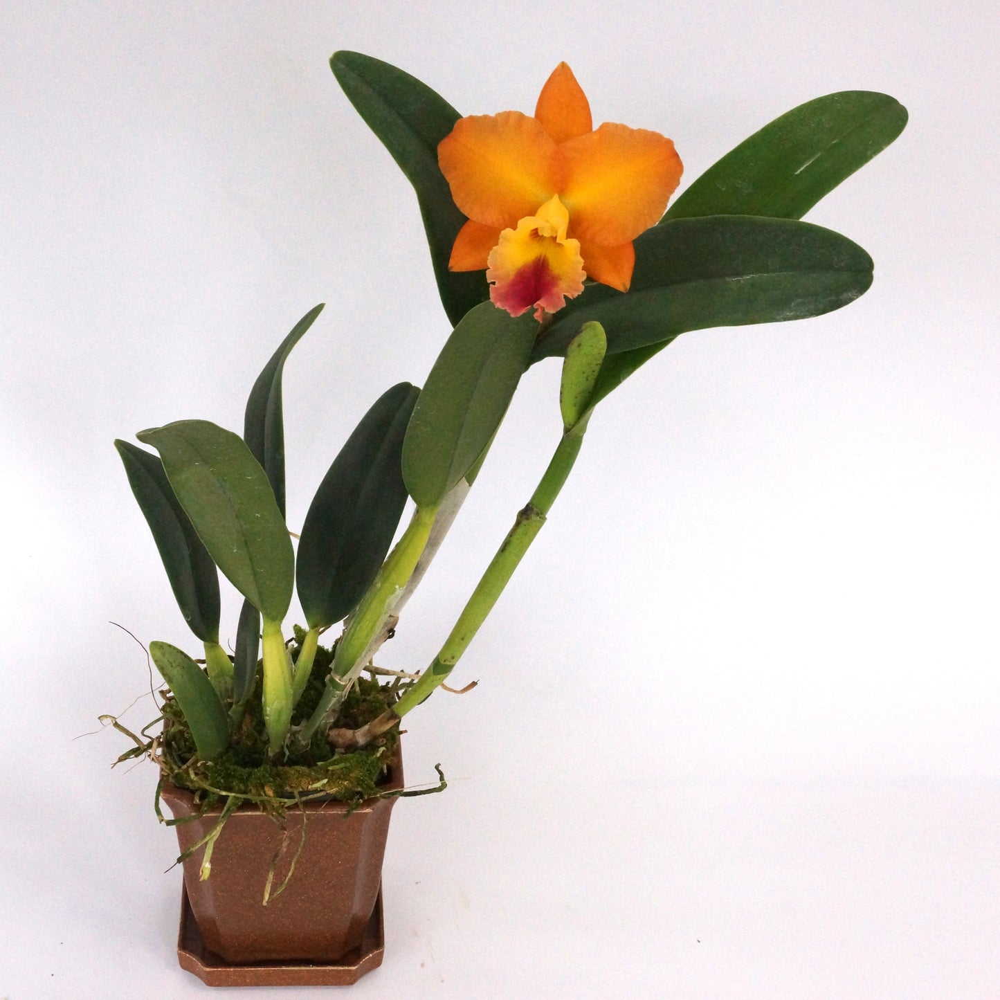 Rhyncattleanthe (Rth.) Golden Passion