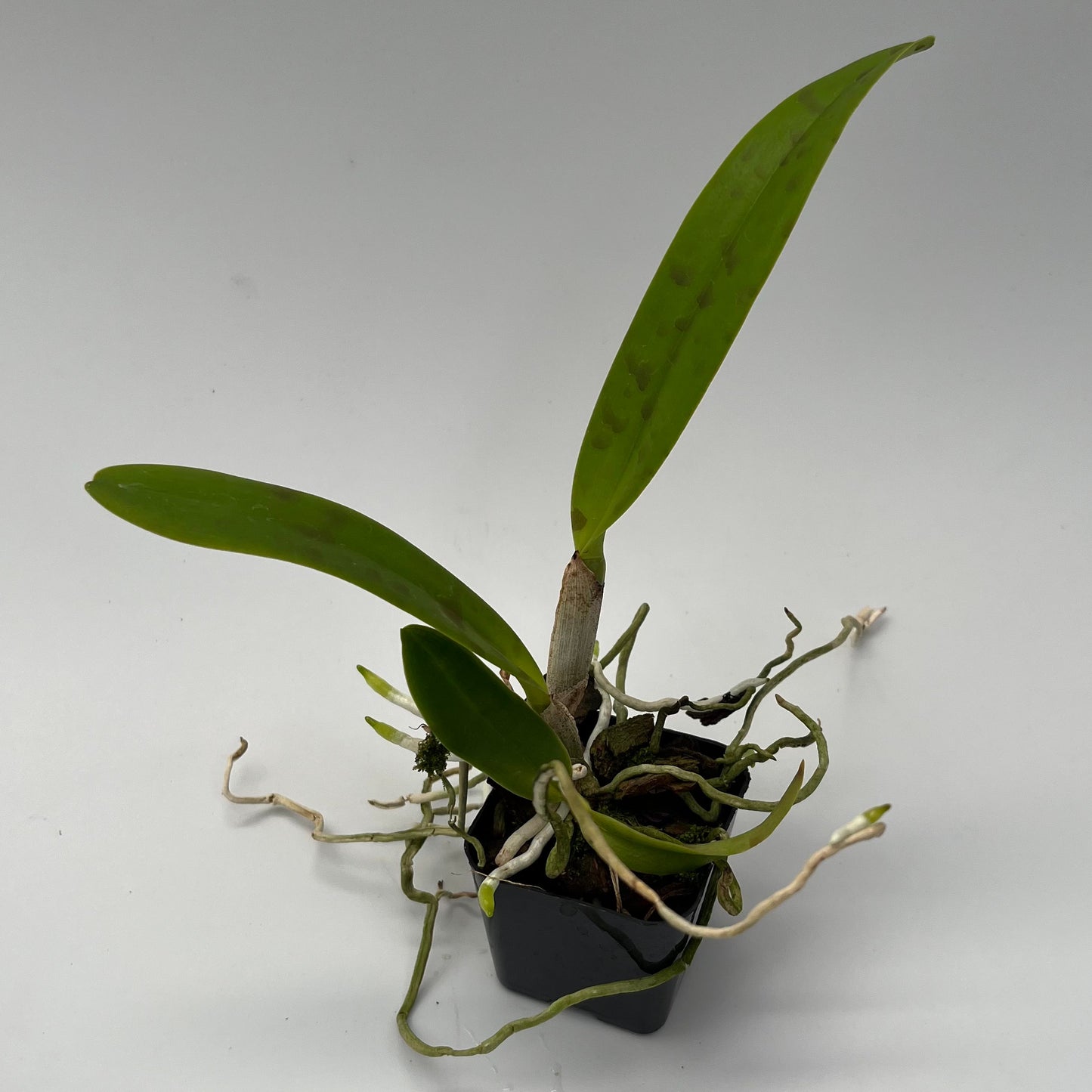 Rlc. Goldenzelle 'Sandra' x Melody Fair 'Carol'