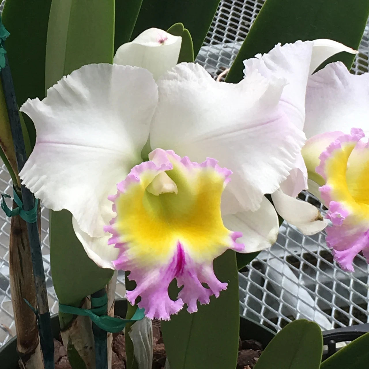 Rlc. Heavenly Sweet Volcano Queen - Blooming Size – Kalapana Rlc. Heavenly Sweet Volcano Queen - Blooming Size – Kalapana