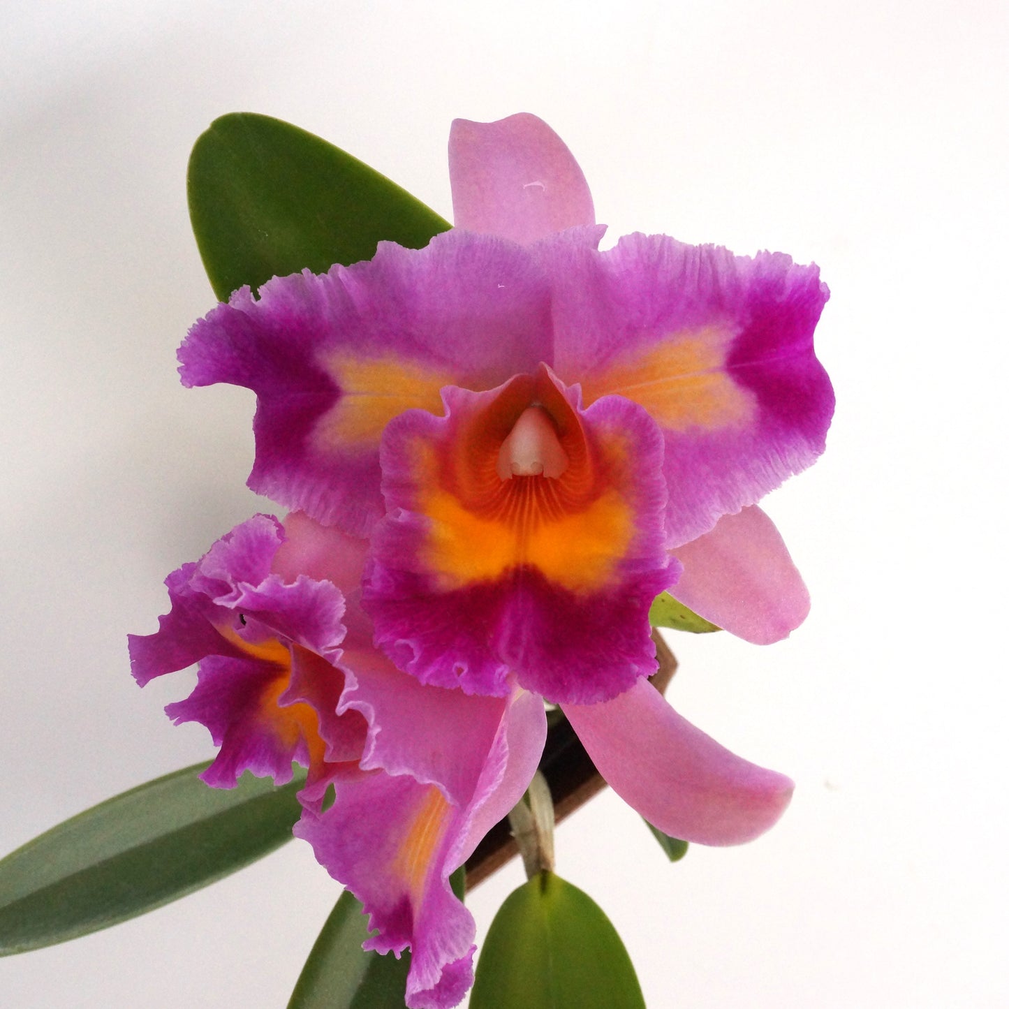 Rlc. Long Life 'Rainbow Yuki' x Pot. Dick Smith 'Paradise'