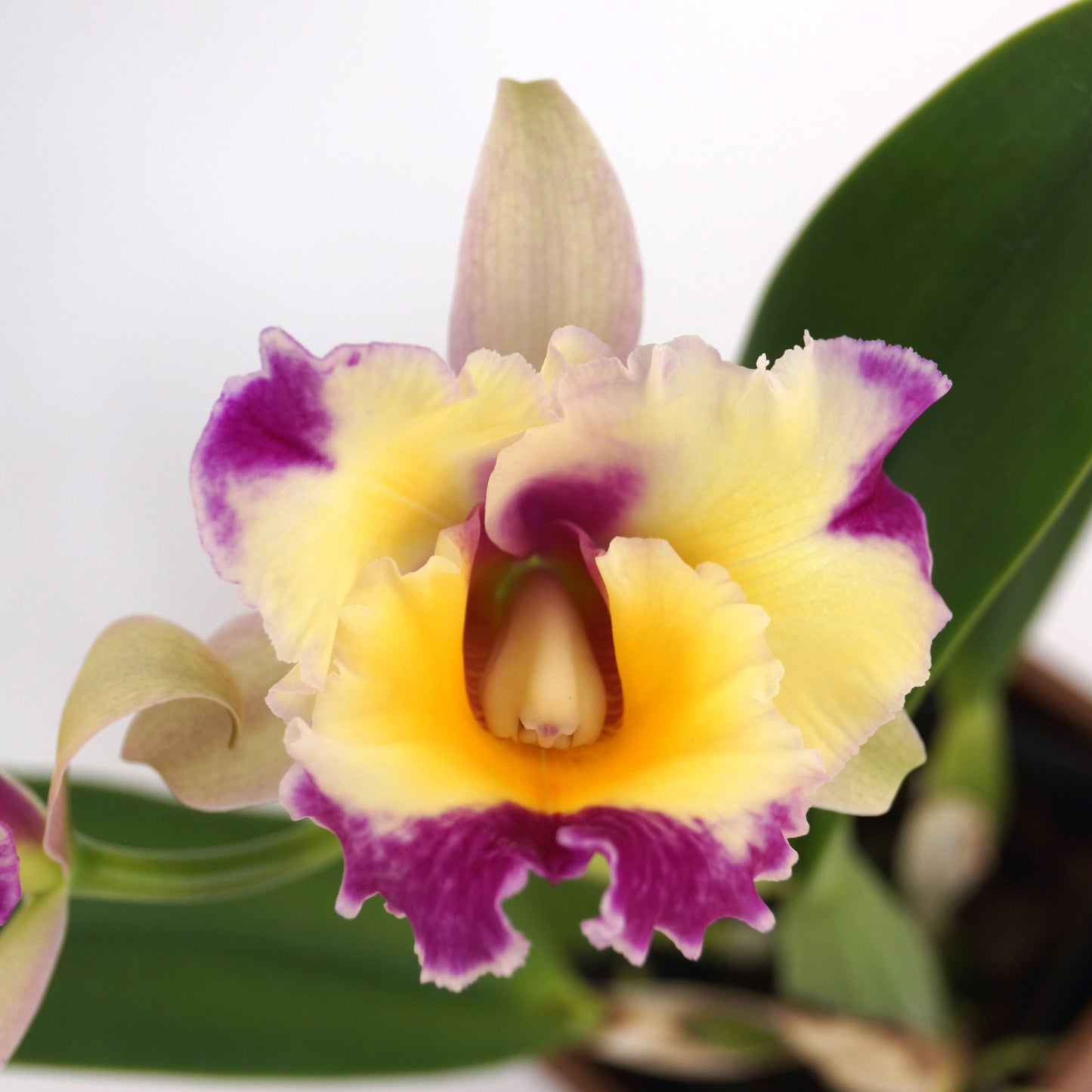 Rlc. Long Life 'Rainbow Yuki' x Pot. Dick Smith 'Paradise'
