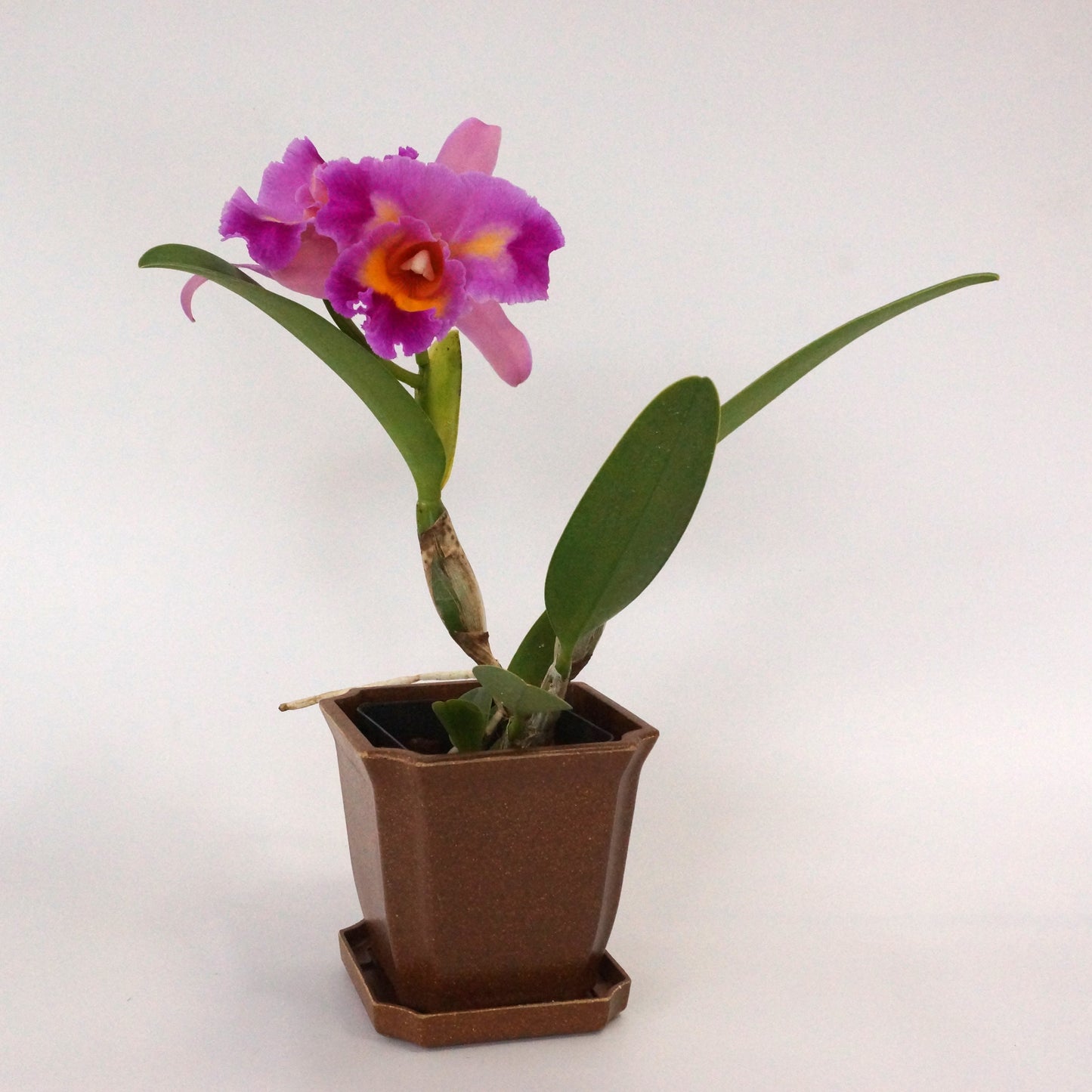 Rlc. Long Life 'Rainbow Yuki' x Pot. Dick Smith 'Paradise'